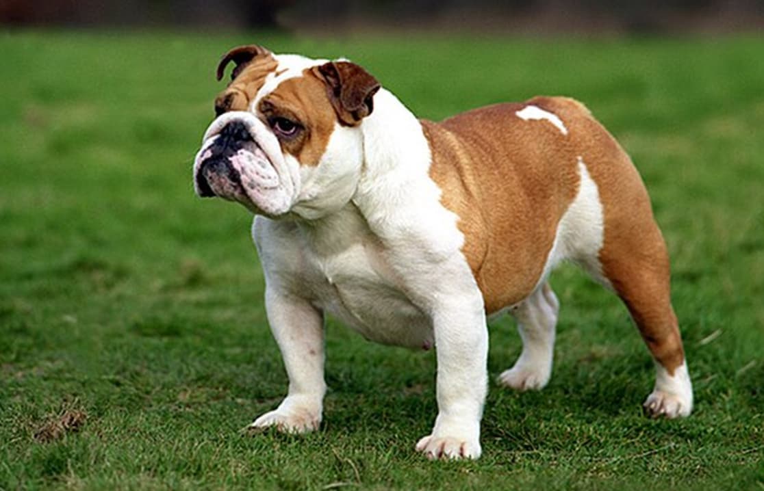 mini bulldog